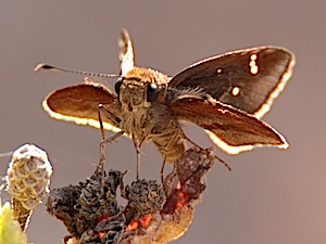 Clouded Skipper